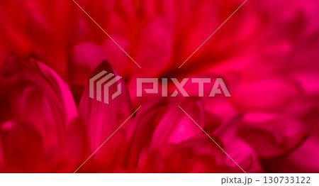 Abstract floral background, red chrysanthemum flower petals. Soft focus Abstract floral background, red chrysanthemum flower petals. Soft focus 130733122