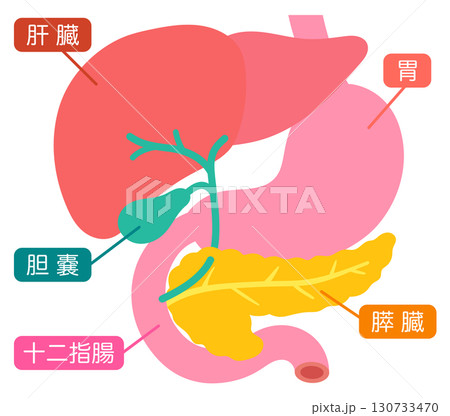 肝臓　胆嚢　膵臓　胃　十二指腸　臓器の構造 130733470