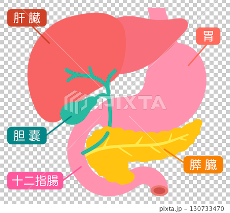 肝臓　胆嚢　膵臓　胃　十二指腸　臓器の構造 130733470