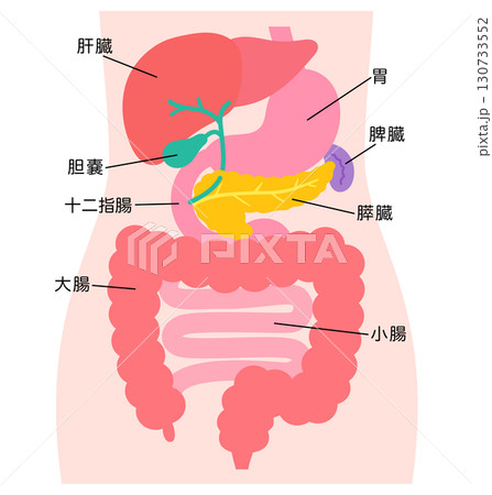 消化器系　肝臓　胆嚢　膵臓　胃　十二指腸　臓器の構造 130733552