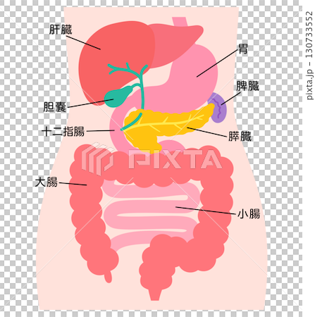 消化器系　肝臓　胆嚢　膵臓　胃　十二指腸　臓器の構造 130733552