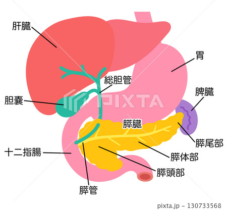 肝臓　胆嚢　膵臓　十二指腸　脾臓　臓器の構造 130733568