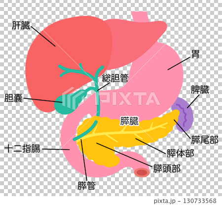肝臓　胆嚢　膵臓　十二指腸　脾臓　臓器の構造 130733568