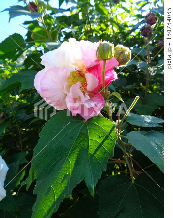 葉に水滴を残すスイフヨウ（木漏れ日） 130734035