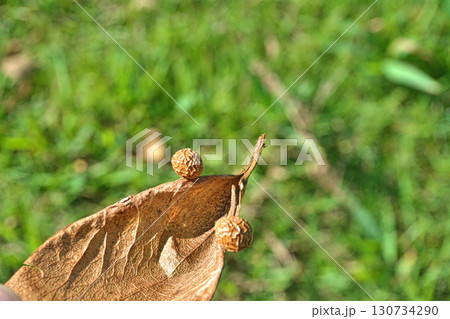茶色のアオギリの種子(秋、九月) 茶色のアオギリの種子(秋、九月) 130734290