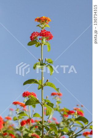 Blooming branch of Lantana (Verbenaceae) 130734315