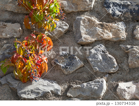 Virginia Creeper on stone wall 130734316
