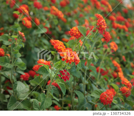Blooming Lantana (Verbenaceae) 130734326