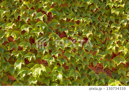 Green leaves of Creeping Plant in Spring Green leaves of Creeping Plant in Spring 130734330