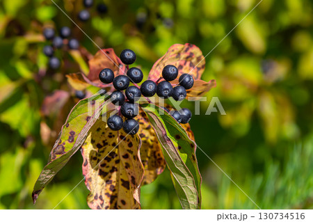 Cornus sanguinea is a perennial plant of the sod family. A tall shrub with small flowers and black inedible berries. Turf-well is grown as an ornamental plant Cornus sanguinea is a perennial plant of the sod family. A tall shrub with small flowers and black inedible berries. Turf-well is grown as an ornamental plant 130734516