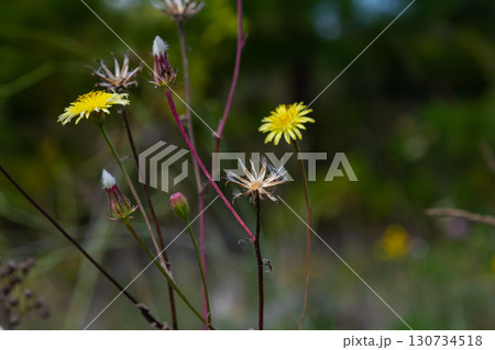 Hieracium laevigatum or smooth hawkweed. Hieracium, known by the common name hawkweed and classically as hierakion. Floral desktop background. Hieracium caespitosum, commonly known as meadow hawkweed Hieracium laevigatum or smooth hawkweed. Hieracium, known by the common name hawkweed and classically as hierakion. Floral desktop background. Hieracium caespitosum, commonly known as meadow hawkweed 130734518