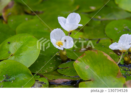 Hydrocharis morsus-ranae, frogbit, is a flowering plant belonging to the genus Hydrocharis in the family Hydrocharitaceae. It is a small floating plant resembling a small water lily Hydrocharis morsus-ranae, frogbit, is a flowering plant belonging to the genus Hydrocharis in the family Hydrocharitaceae. It is a small floating plant resembling a small water lily 130734526