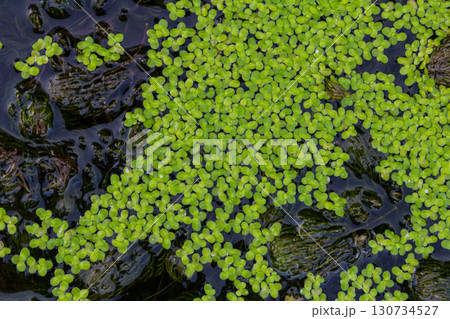 Least duckweed plants, Lemna minuta, on a water surface Least duckweed plants, Lemna minuta, on a water surface 130734527