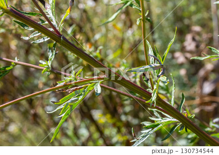 A type of wormwood grows in the wild - Artemisia marschalliana 130734544