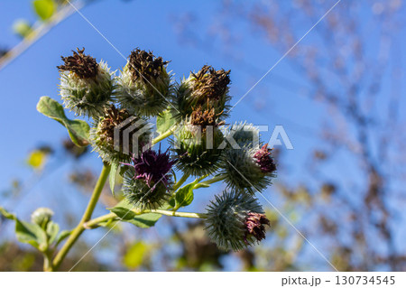 Arctium tomentosum, commonly known as the woolly burdock is a species of burdock belonging to the family Asteraceae 130734545
