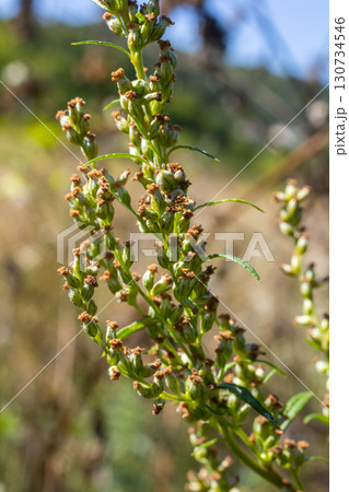 A type of wormwood grows in the wild - Artemisia marschalliana 130734546