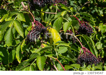 sambucus nigra, elderberry, black ripe elder berries on twig closeup 130734547
