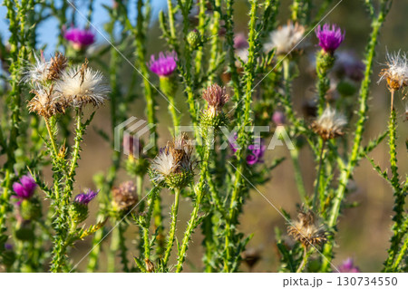 The bright purple flower of the carduus acanthoides, known as the spiny plumeless thistle, welted thistle, or plumeless thistle in front of the dark forest background The bright purple flower of the carduus acanthoides, known as the spiny plumeless thistle, welted thistle, or plumeless thistle in front of the dark forest background 130734550