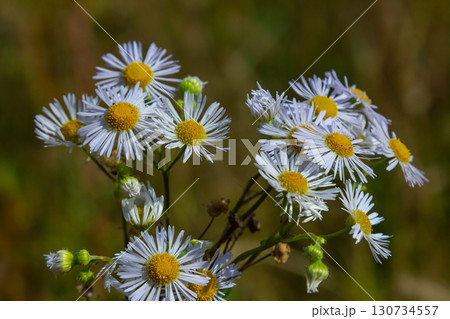 Erigeron annuus known as annual fleabane, daisy fleabane, or eastern daisy fleabane Erigeron annuus known as annual fleabane, daisy fleabane, or eastern daisy fleabane 130734557