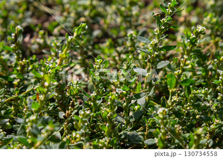 Thick carpet of herbaceous plant Polygonum aviculare otherwise Bird Highlander, knotweed, grass-ant, goose grass, bird buckwheat with buds. Thick carpet of herbaceous plant Polygonum aviculare otherwise Bird Highlander, knotweed, grass-ant, goose grass, bird buckwheat with buds. 130734558