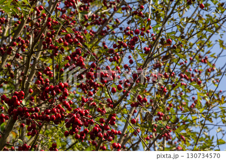 clusters of red fruits Crataegus coccinata tree close up 130734570