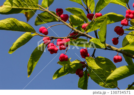 European Spindle Euonymus europaea in park. Red Cascade An autumnal close up image of the deciduous shrub euonymus europaeus 130734571