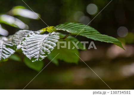 Selective focus of Ulmus pumila celer leaves, European hornbeam or carpinus betulus in the garden, Small leafed plant which forms a dense hedge, Green leaf pattern with sunlight, Nature background Selective focus of Ulmus pumila celer leaves, European hornbeam or carpinus betulus in the garden, Small leafed plant which forms a dense hedge, Green leaf pattern with sunlight, Nature background 130734581