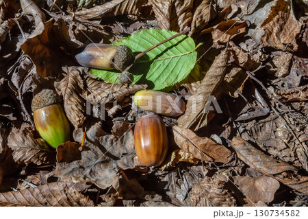 Autumn background fallen oak leaves and ripe acorns lie on the forest ground. Quercus robur, commonly known as petiolate oak, European oak Autumn background fallen oak leaves and ripe acorns lie on the forest ground. Quercus robur, commonly known as petiolate oak, European oak 130734582