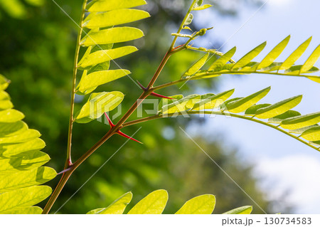 Close up of a Brown Robinia pseudoacacia Branches against a bright nature background Close up of a Brown Robinia pseudoacacia Branches against a bright nature background 130734583