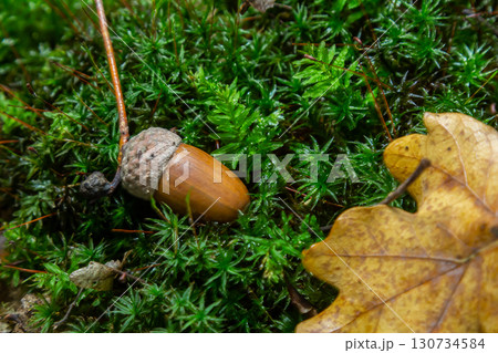 Autumn background fallen oak leaves and ripe acorns lie on the forest ground. Quercus robur, commonly known as petiolate oak, European oak Autumn background fallen oak leaves and ripe acorns lie on the forest ground. Quercus robur, commonly known as petiolate oak, European oak 130734584