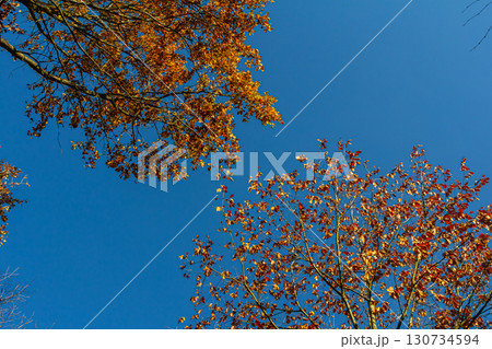 Backgrond of tree in autumn beech forest 130734594