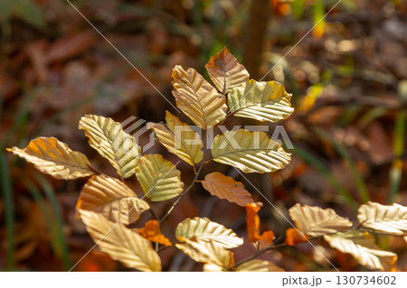 Autumn coloured beech leaves on a grey background in a forest. Autumn nature 130734602