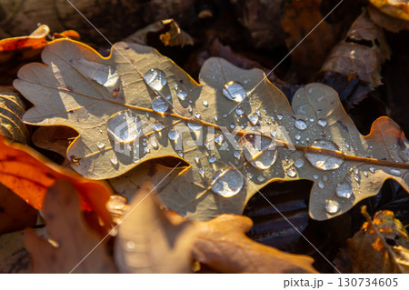 Early pearl dew drops on autumn dry oak leaves in sunny day 130734605