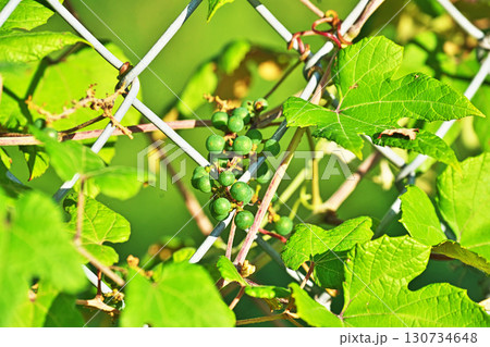 緑色のエビヅルの実（秋、九月） 130734648