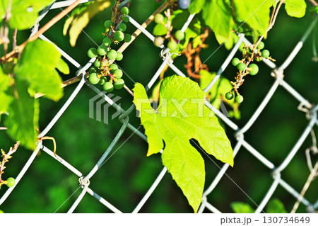 緑色のエビヅルの実（秋、九月） 130734649