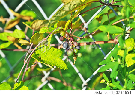 色々な色のエビヅルの実（秋、九月） 130734651