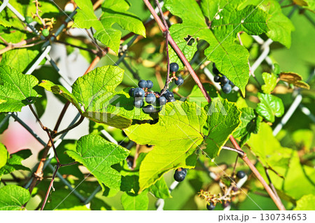 紺色のエビヅルの実（秋、九月） 130734653