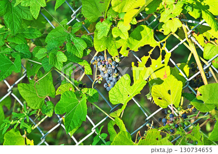 紺色のエビヅルの実（秋、九月） 130734655