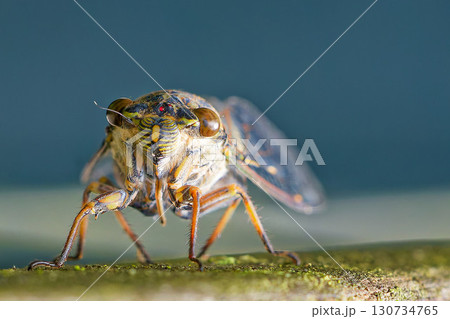 こちらを見るツクツクボウシ 130734765