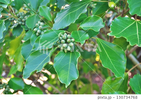 カクレミノの実（秋、九月） 130734768