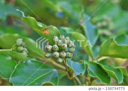 カクレミノの実（秋、九月） 130734773