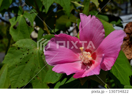 ムクゲ ムクゲ 130734822