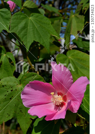 ムクゲ ムクゲ 130734823