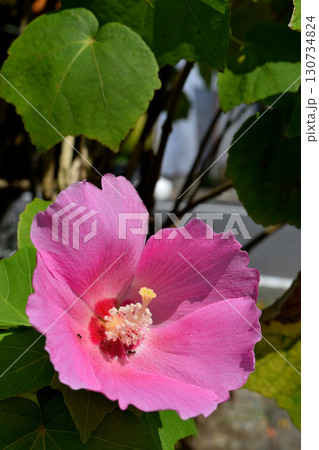 ムクゲ ムクゲ 130734824