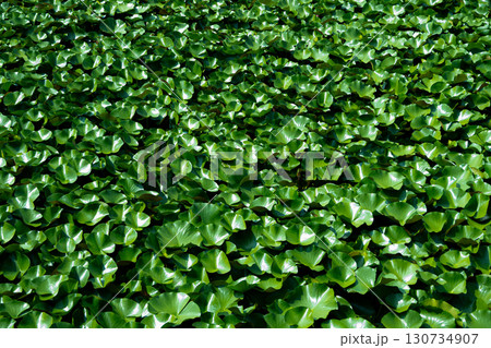 水面を埋め尽くす睡蓮の葉 130734907