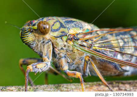 ツクツクボウシ、クローズアップ 130734993