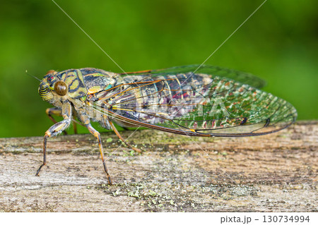 ツクツクボウシ 130734994