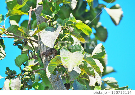 緑色のヤマハンノキの実（秋、九月） 130735114