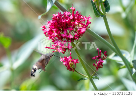 Macroglossum stellatarum hovering in front of vibrant pink flowers, feeding on nectar mid-air with its proboscis extended, wings in motion, resembling a hummingbird 130735129
