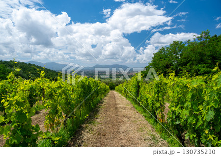 Scenic landscape of northern Tuscany, Italy, featuring vineyards, olive groves, and traditional countryside houses with hills and green mountains in the background. Scenic landscape of northern Tuscany, Italy, featuring vineyards, olive groves, and traditional countryside houses with hills and green mountains in the background. 130735210